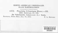 Puccinia urbaniana image